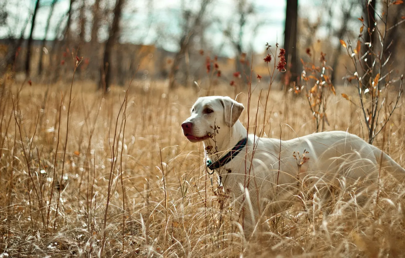 Photo wallpaper field, nature, dog