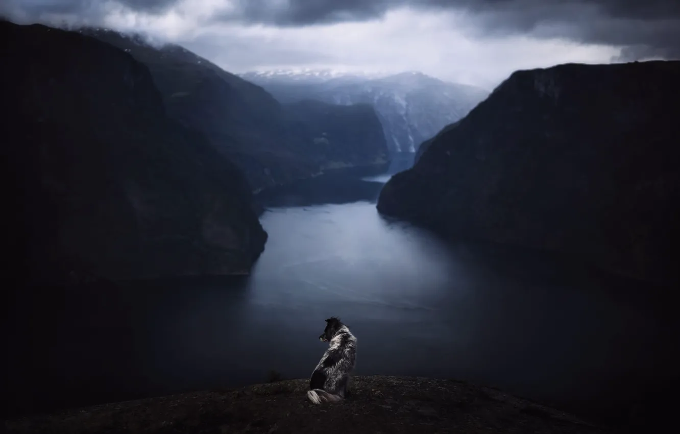 Photo wallpaper mountains, nature, pose, shore, dog, pond