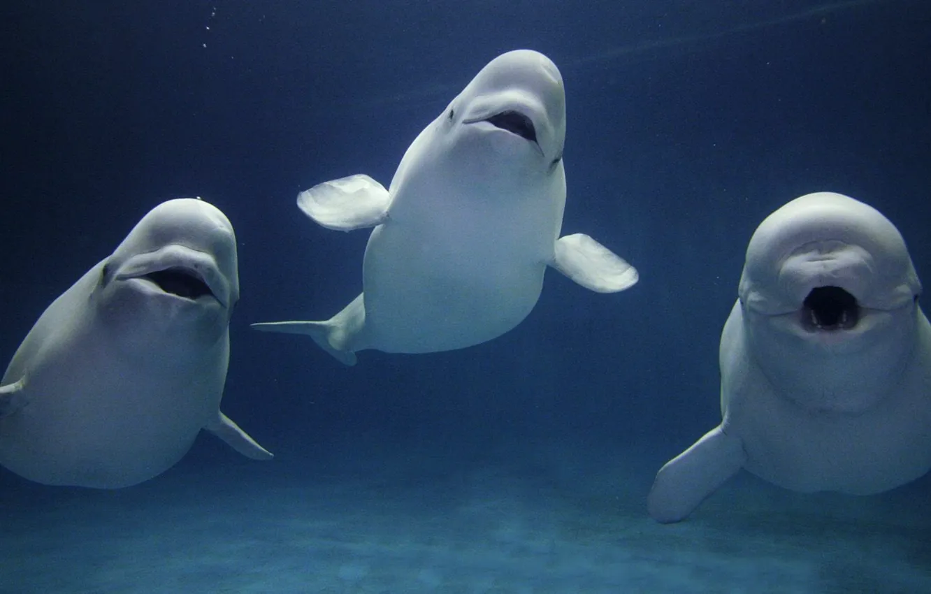 Photo wallpaper animals, three white beluga whales, Three Beluga Whales in Water