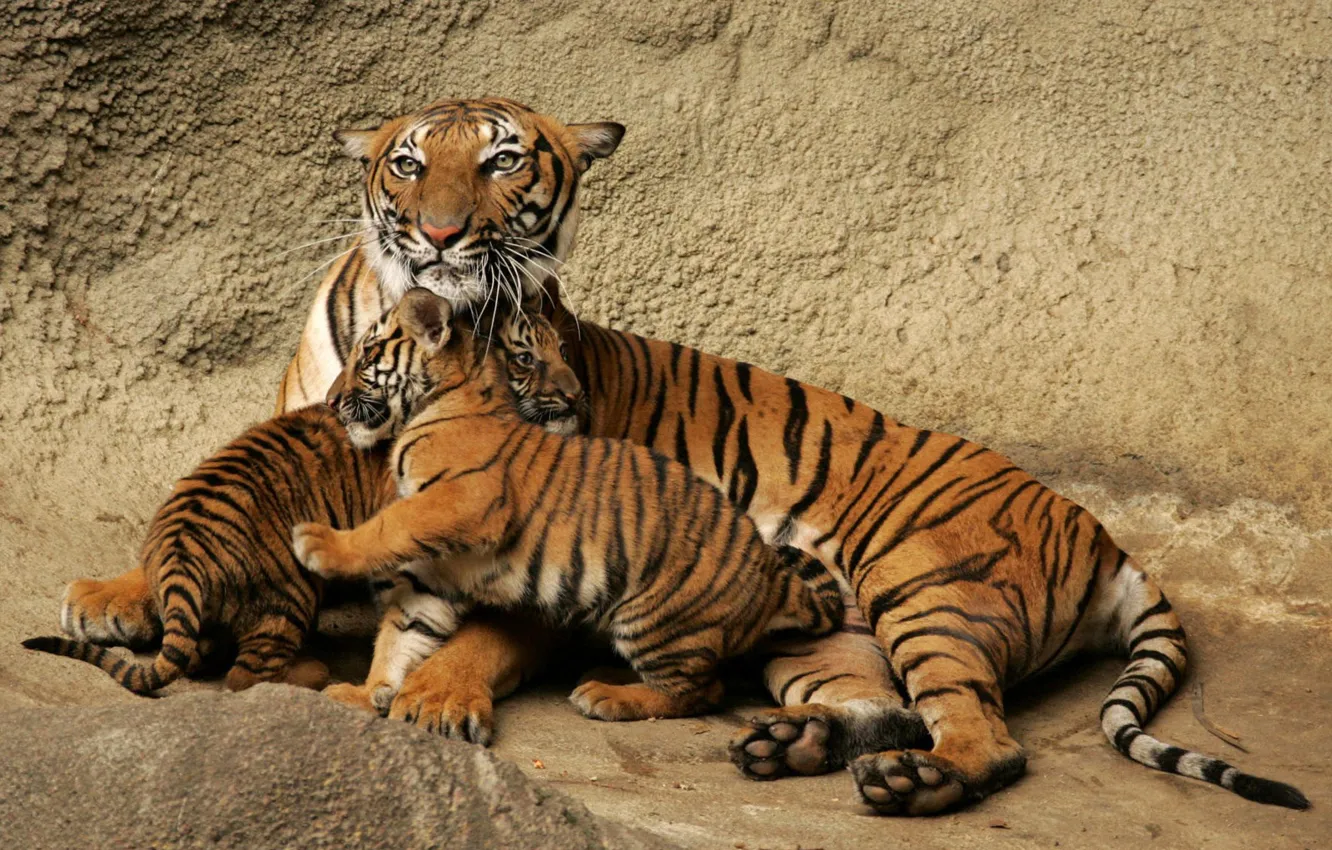 Photo wallpaper family, the cubs, Tigress