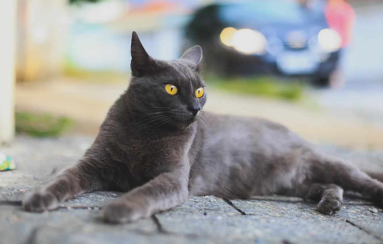 Photo wallpaper cat, look, street