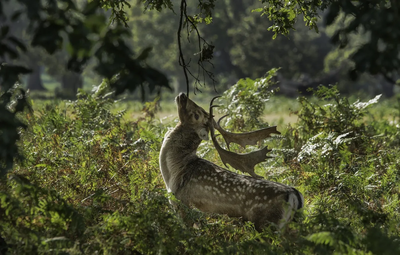 Photo wallpaper face, pose, thickets, deer, horns