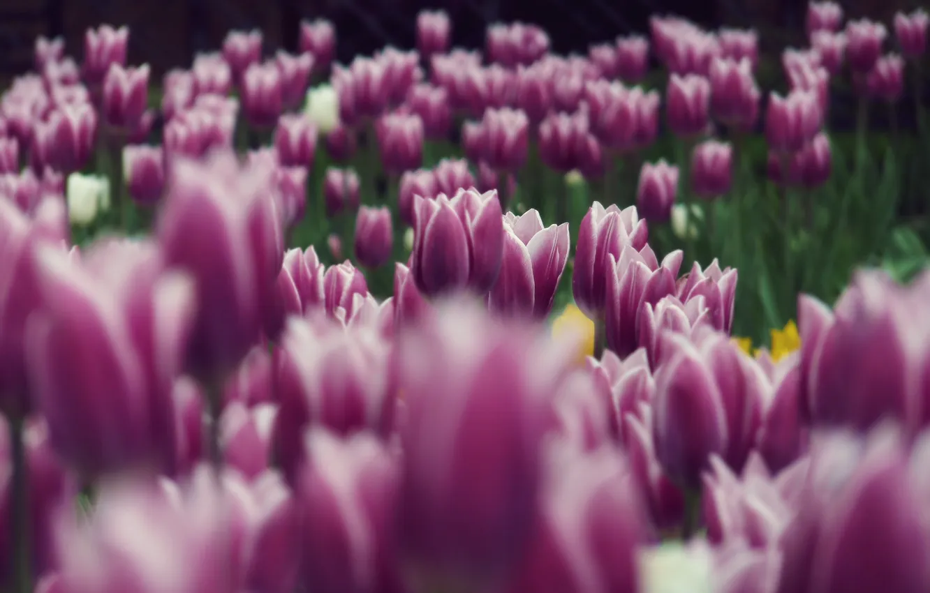 Photo wallpaper flowers, lilac, tulips