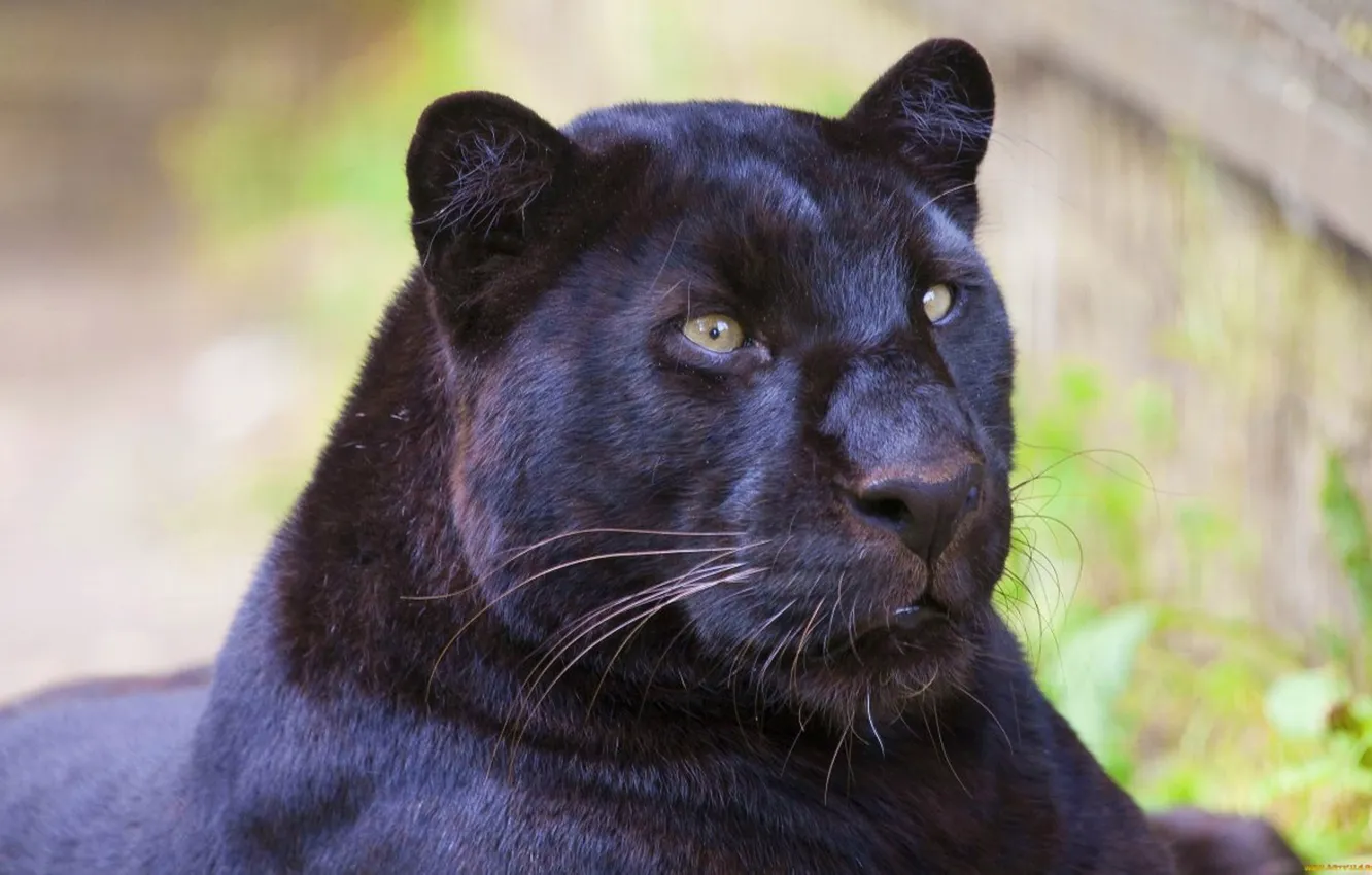 Photo wallpaper leopard, animal, wildlife, Black Panther, jacuar