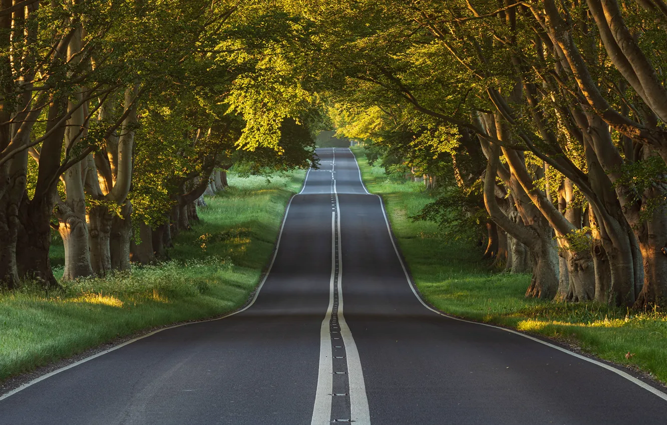 Photo wallpaper road, forest, trees, England, Dorset, Blandford Forum