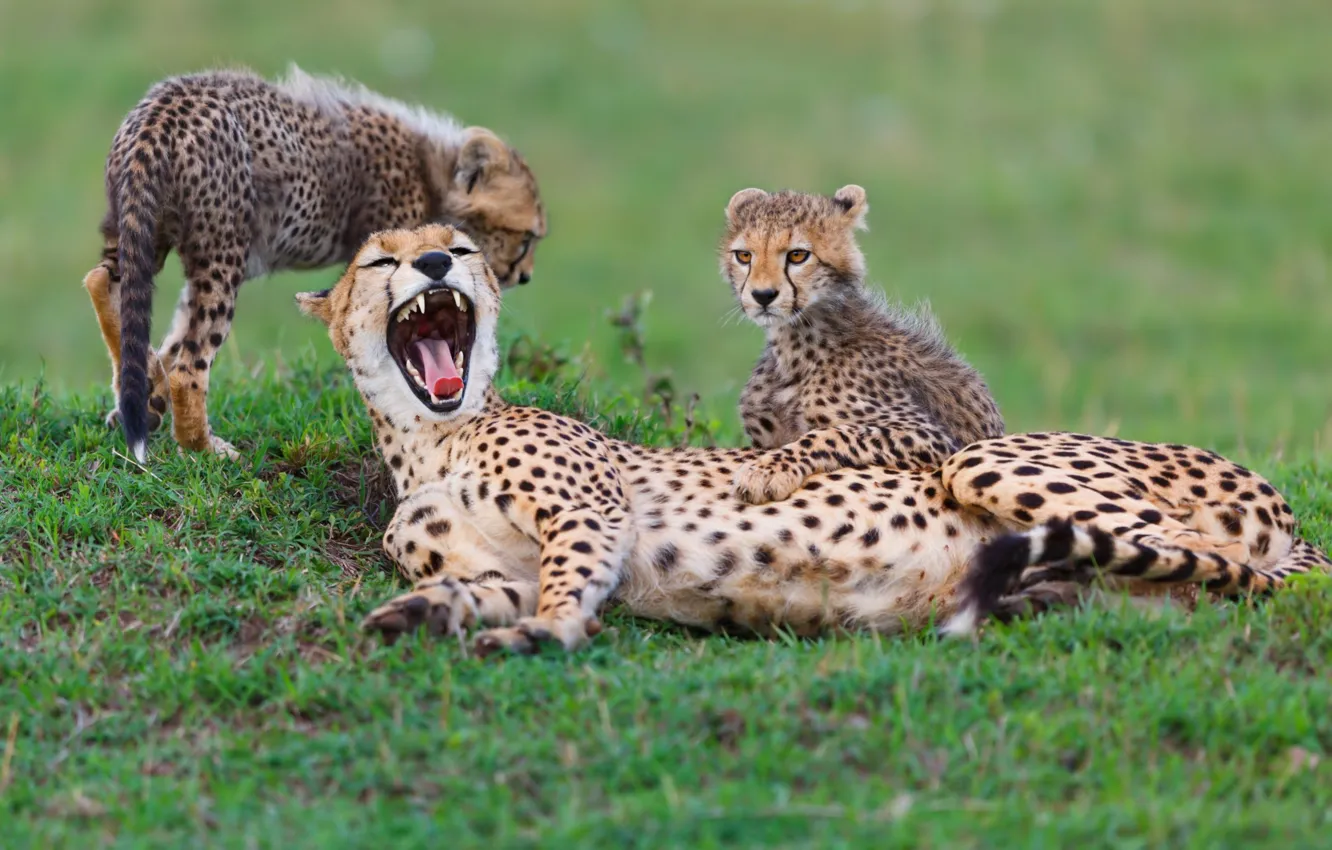 Photo wallpaper animals, speed, fun, Africa, cubs, Cheetahs