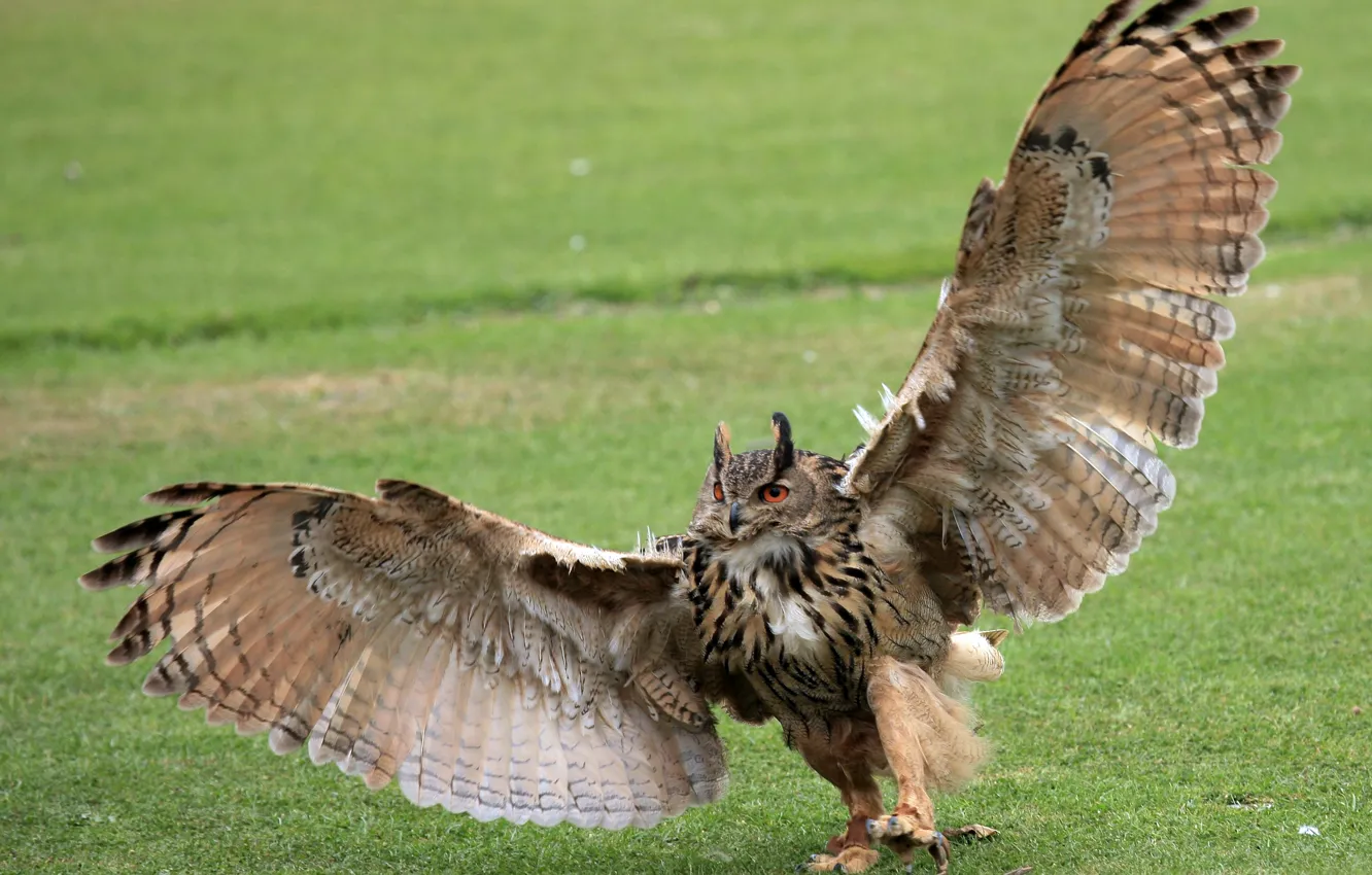 Photo wallpaper BACKGROUND, GRASS, WINGS, PAWS, OWL, CLAWS, GREEN, ROSMAH
