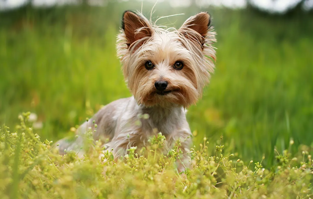 Photo wallpaper grass, look, flowers, nature, glade, dog, face, Yorkshire Terrier