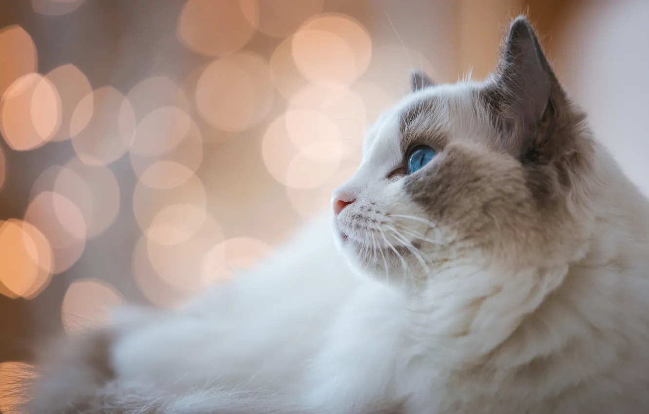 Photo wallpaper cat, white, cat, look, face, background, portrait, light