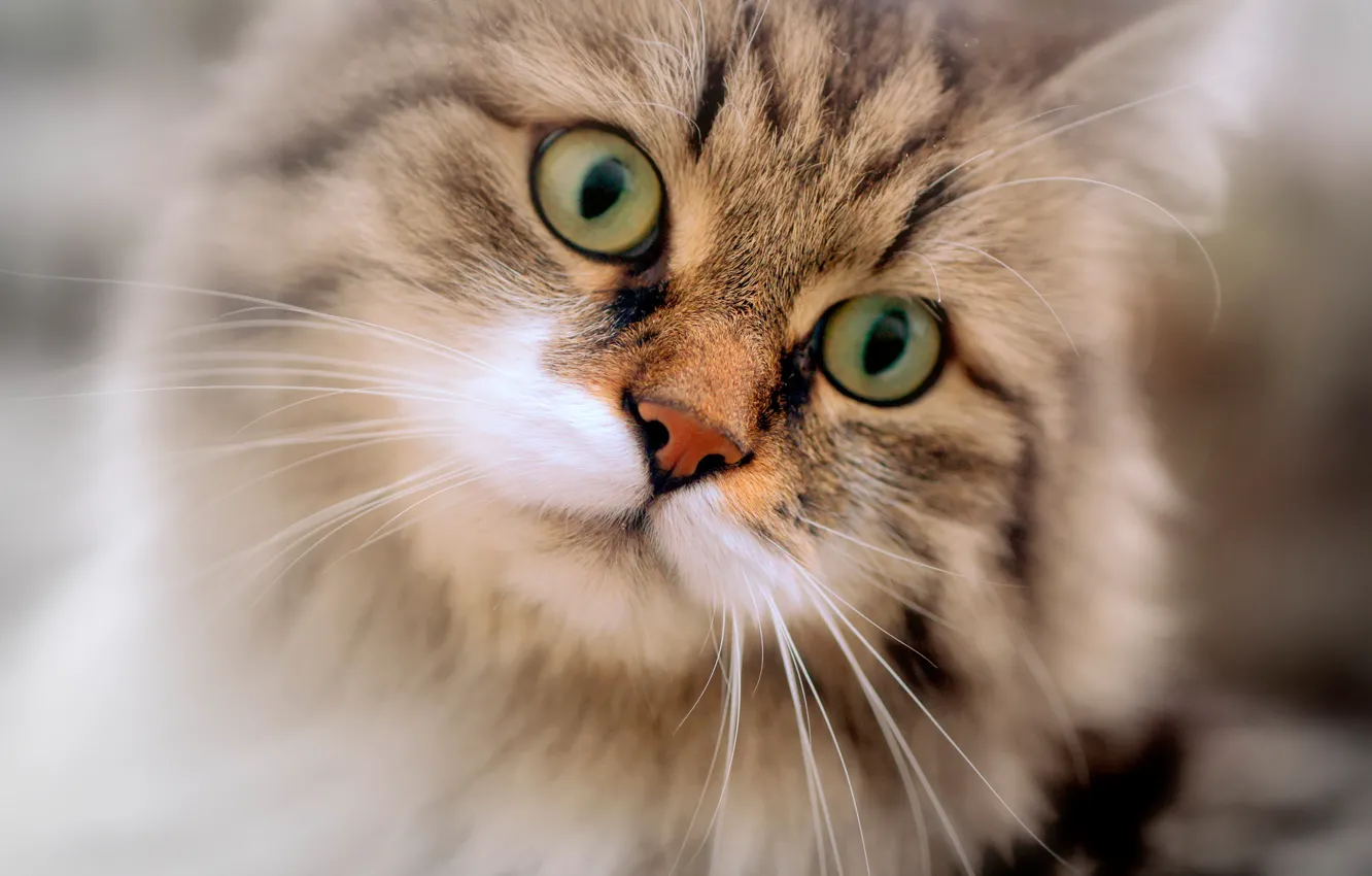 Photo wallpaper cat, eyes, cat, look, portrait, muzzle, cat