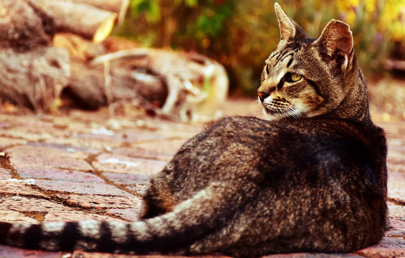 Photo wallpaper cat, cat, look, face, pose, back, tail, logs