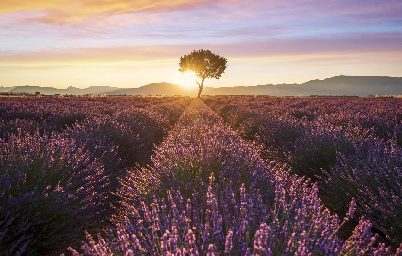 Photo wallpaper light, trees, lavender, lavender field