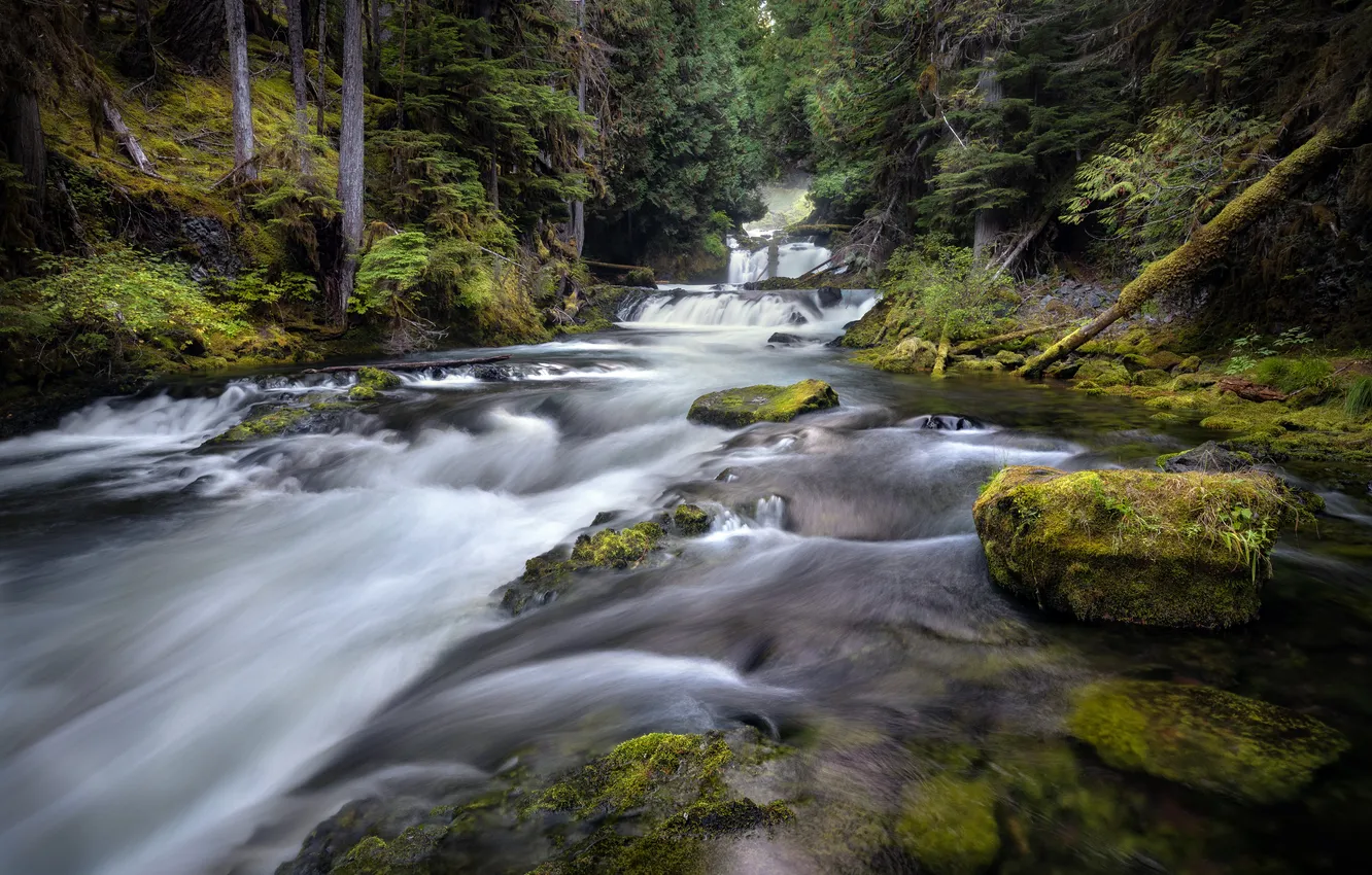 Photo wallpaper forest, summer, river