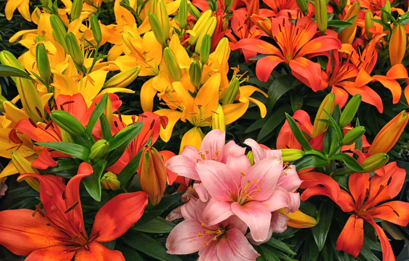 Photo wallpaper Lily, petals, colorful
