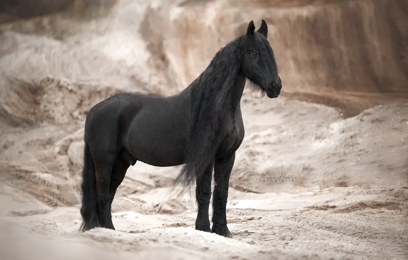 Photo wallpaper horse, horse, mane, crows