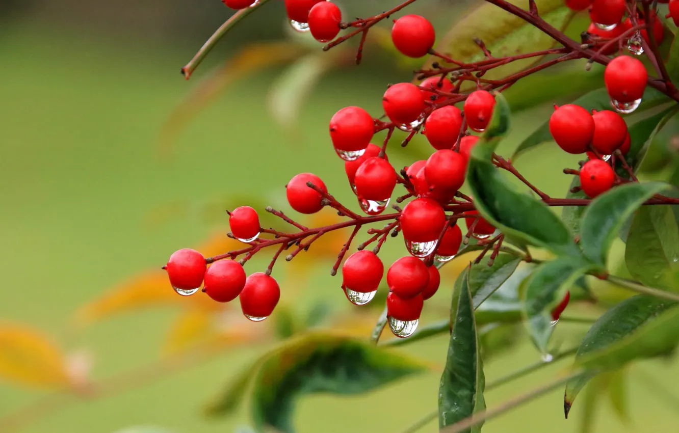 Photo wallpaper drops, macro, branches, berries, Nandina
