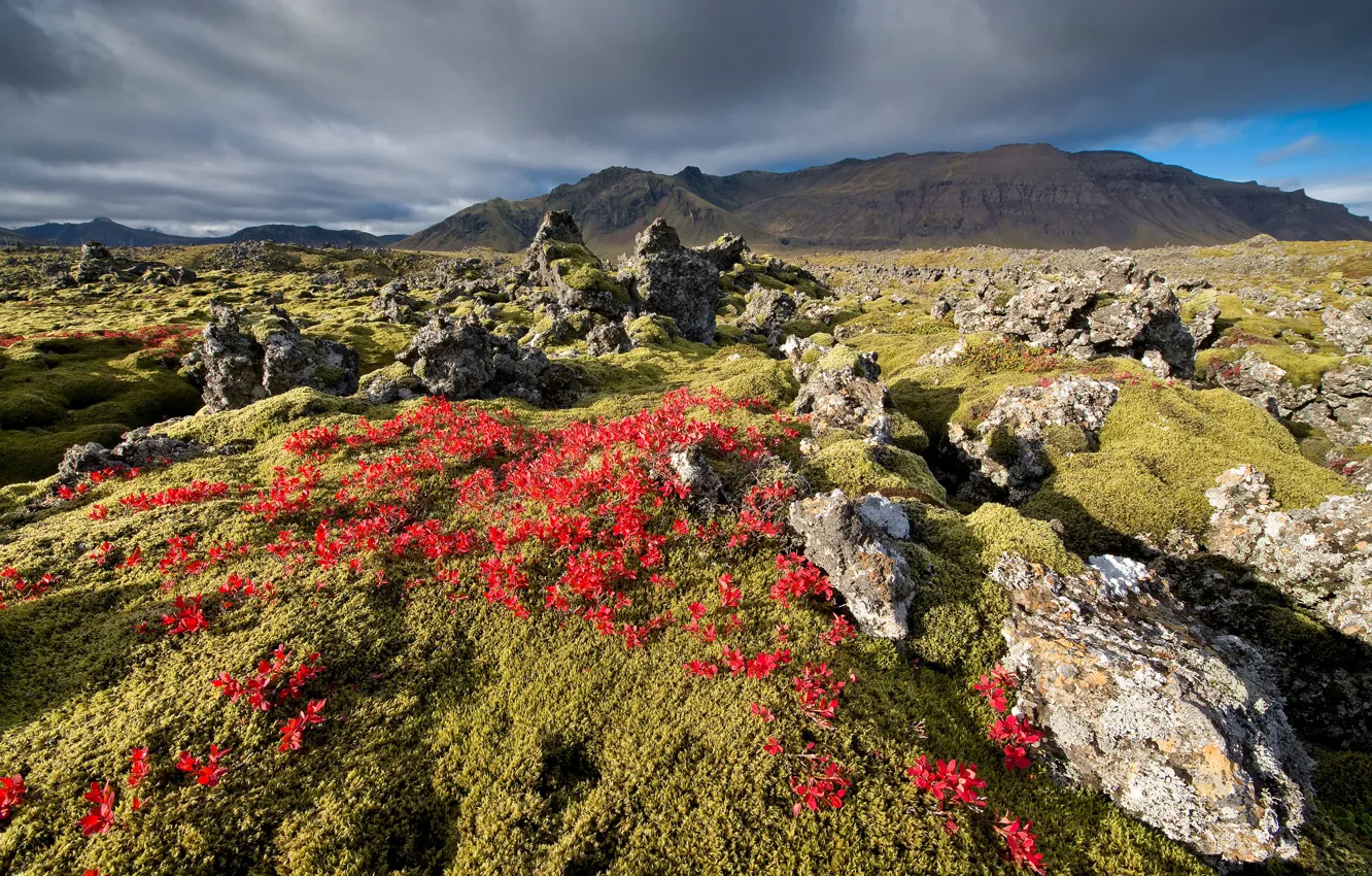 Photo wallpaper the sky, flowers, mountains, clouds, stones
