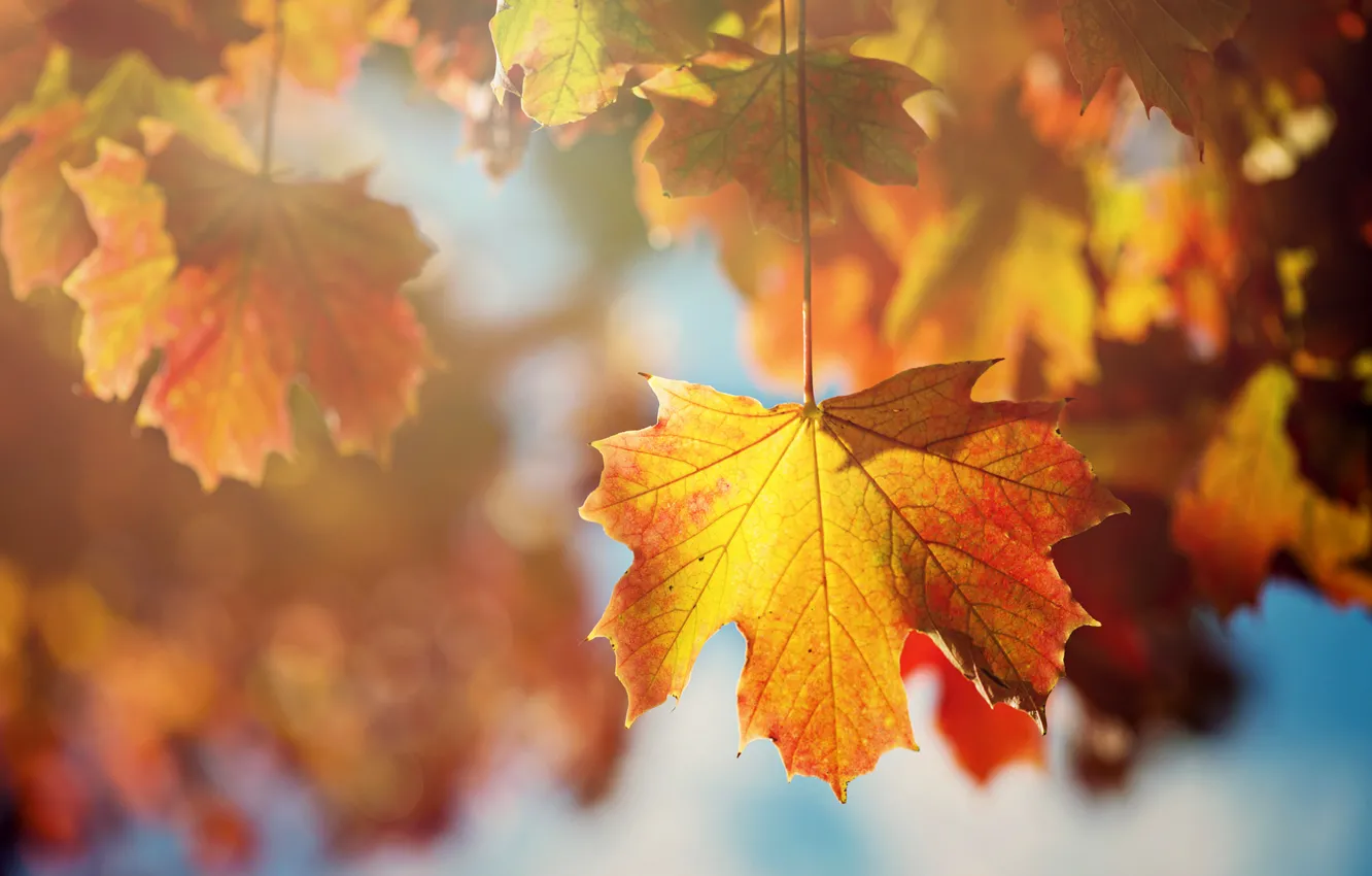 Photo wallpaper autumn, leaves, the sun, macro, light, branches, sheet, tree