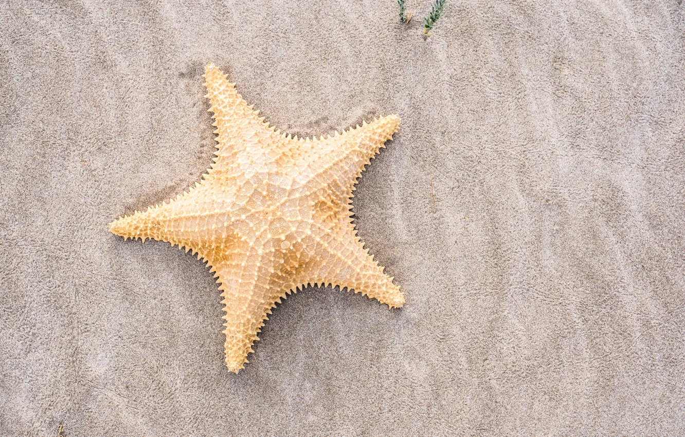 Photo wallpaper sand, beach, summer, stars, summer, beach, sand, marine