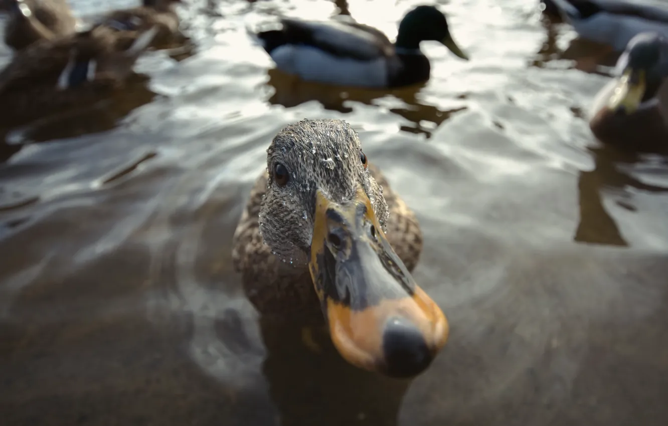 Photo wallpaper lake, bird, duck
