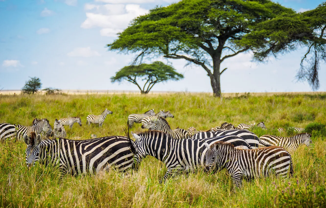 Photo wallpaper field, the sky, grass, trees, Zebra, Savannah, Africa, the herd