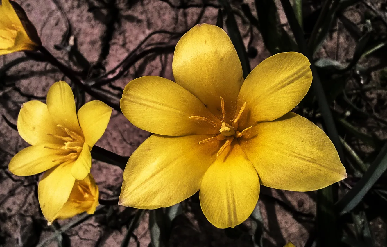 Photo wallpaper yellow, tulips, spring, petals, yellow tulips, Wild Tulips