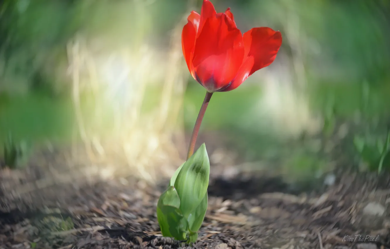 Photo wallpaper flower, Tulip, spring