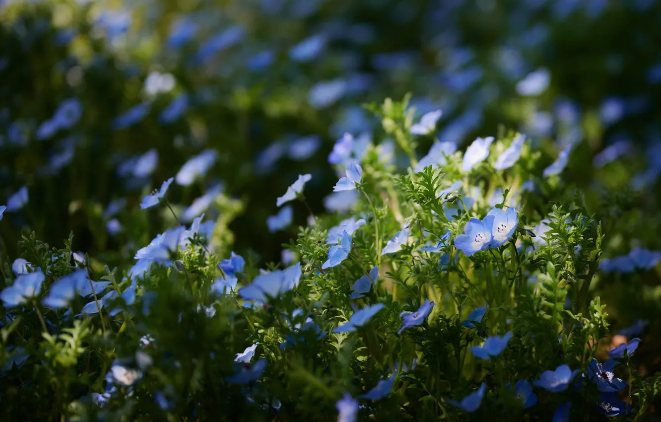 Photo wallpaper light, flowers, blue, glade, Nemophila