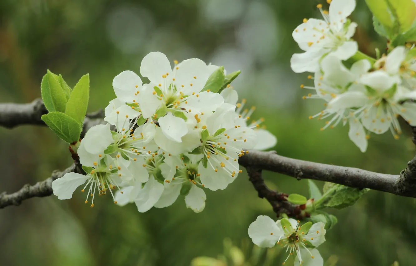 Photo wallpaper white, flowers, twig