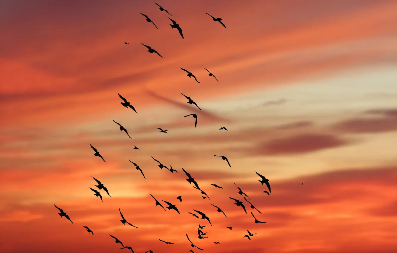 Photo wallpaper the sky, clouds, flight, landscape, nature, animal, a flock of birds