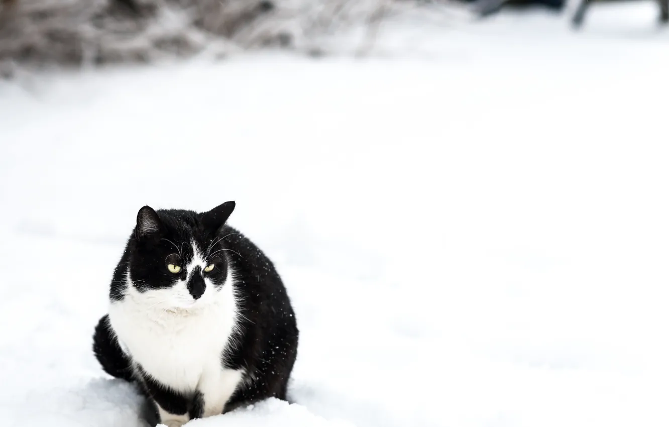 Photo wallpaper winter, cat, snow, black, white, sitting