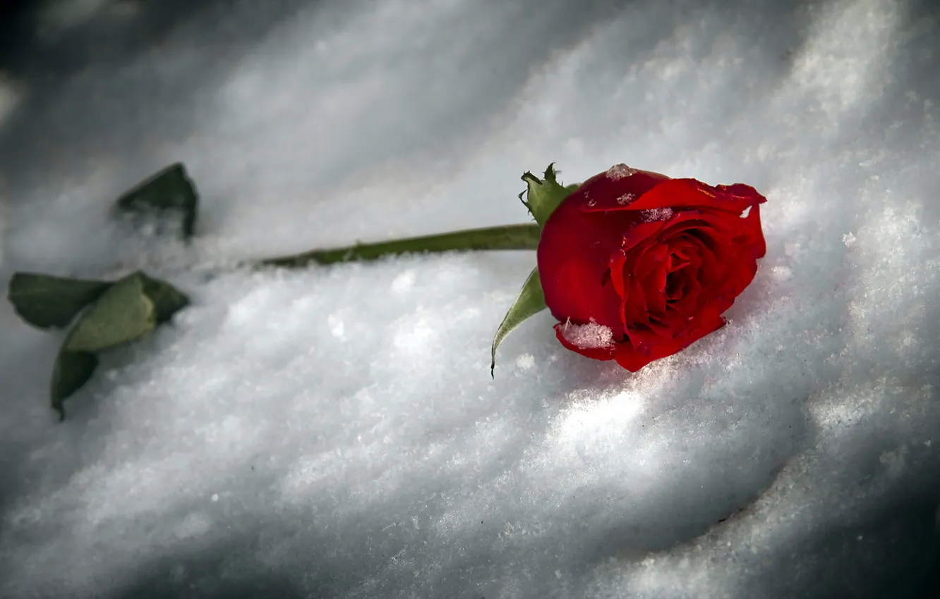 Photo wallpaper snow, background, roses