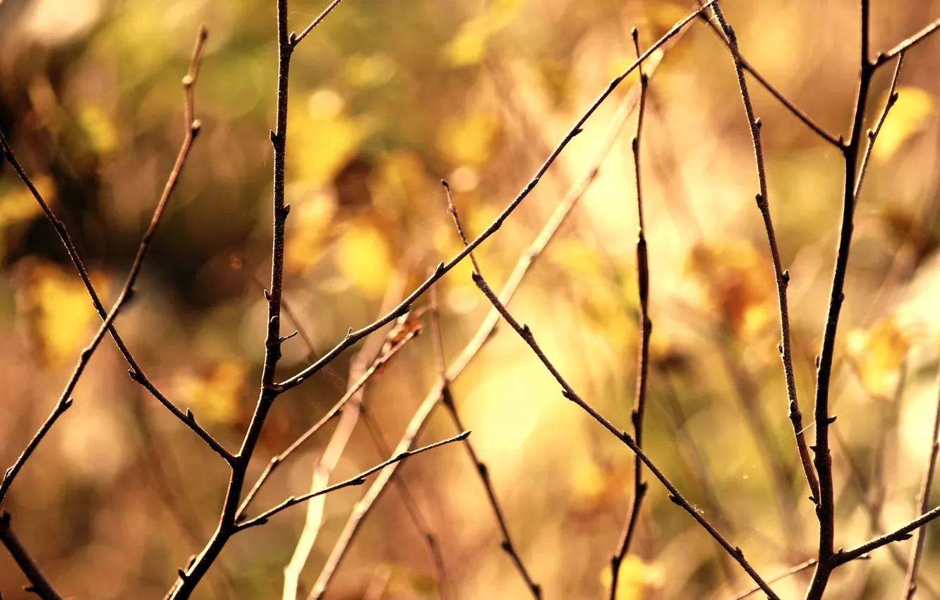 Photo wallpaper color, background, blur, kidney, tone, naked, twigs, nature.