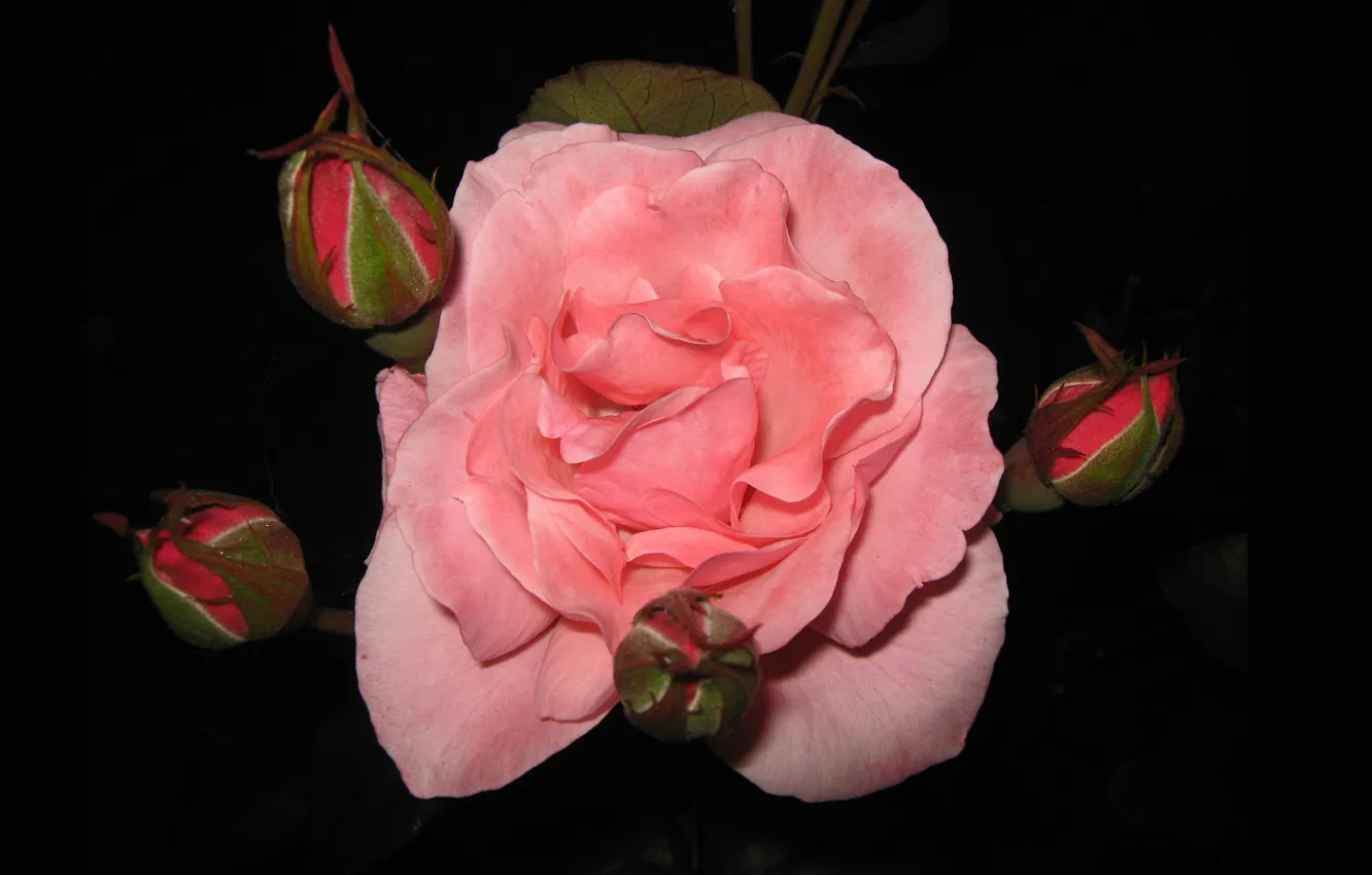 Photo wallpaper rose, minimalism, buds, black background, pink rose