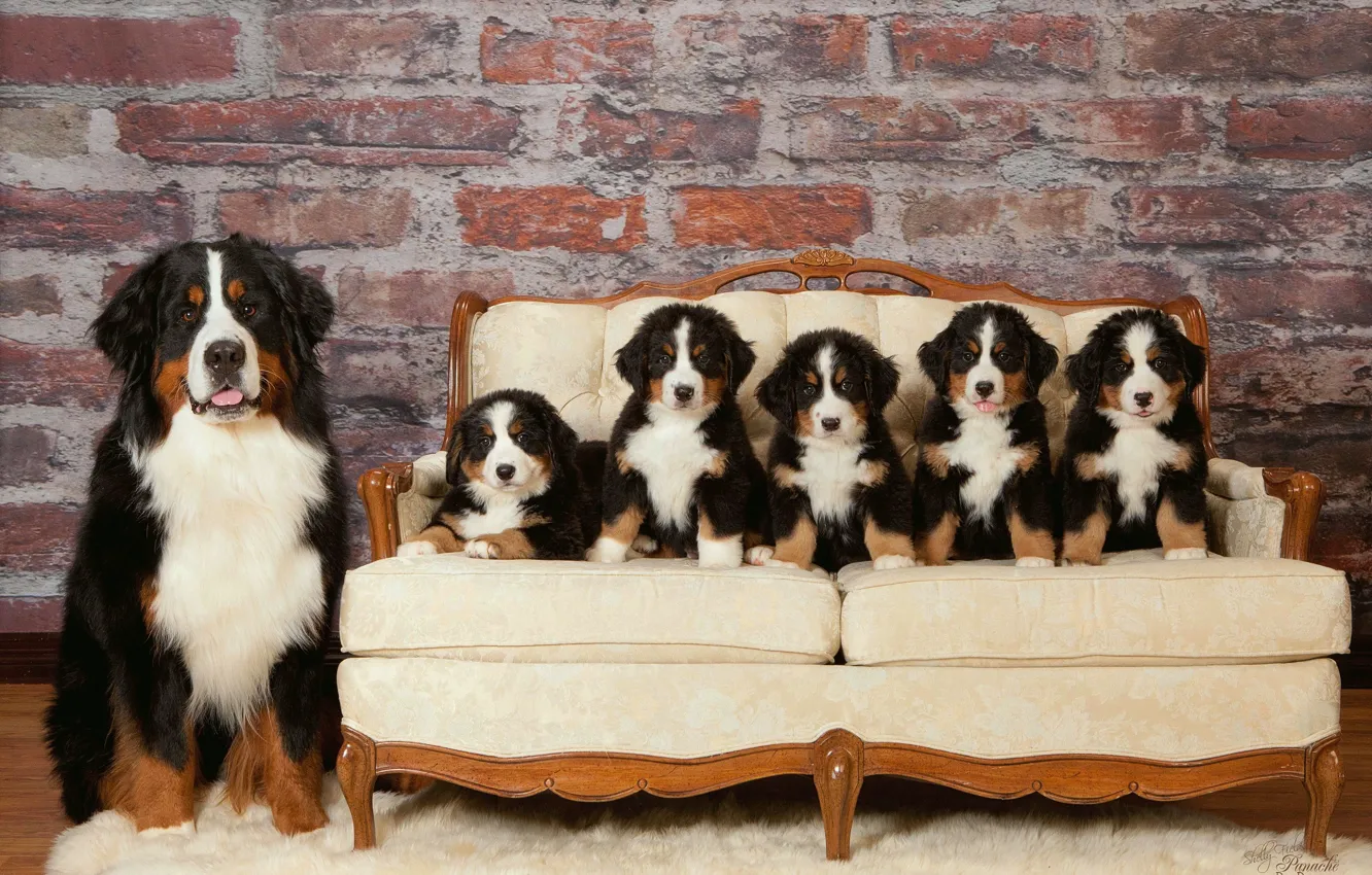Photo wallpaper dog, interior, sofa