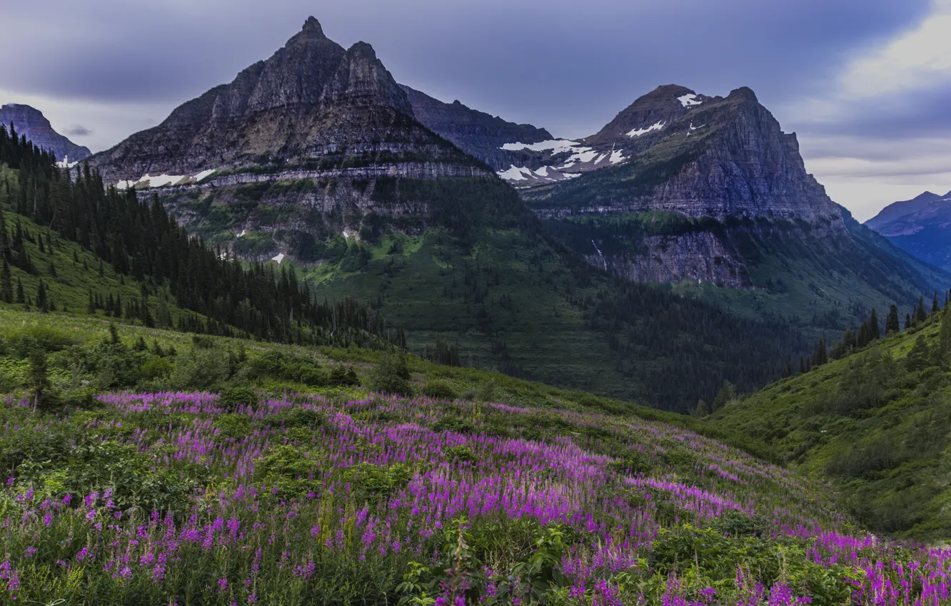Photo wallpaper summer, flowers, mountains, hills, tops, ate, slope, Alps