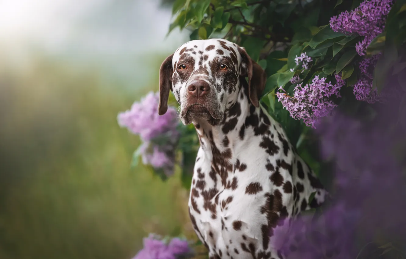 Photo wallpaper face, dog, Dalmatians, lilac, Dalmatian, Yana Narbutovich