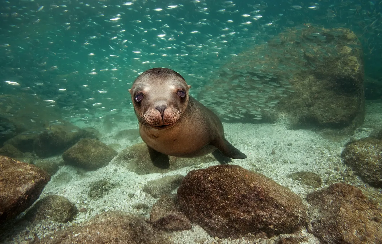 Photo wallpaper the ocean, Mexico, black sea lion, California sea lion, James R.D. Scott Photography, species of …