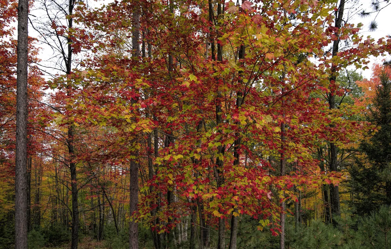 Photo wallpaper autumn, forest, leaves, trees, the crimson