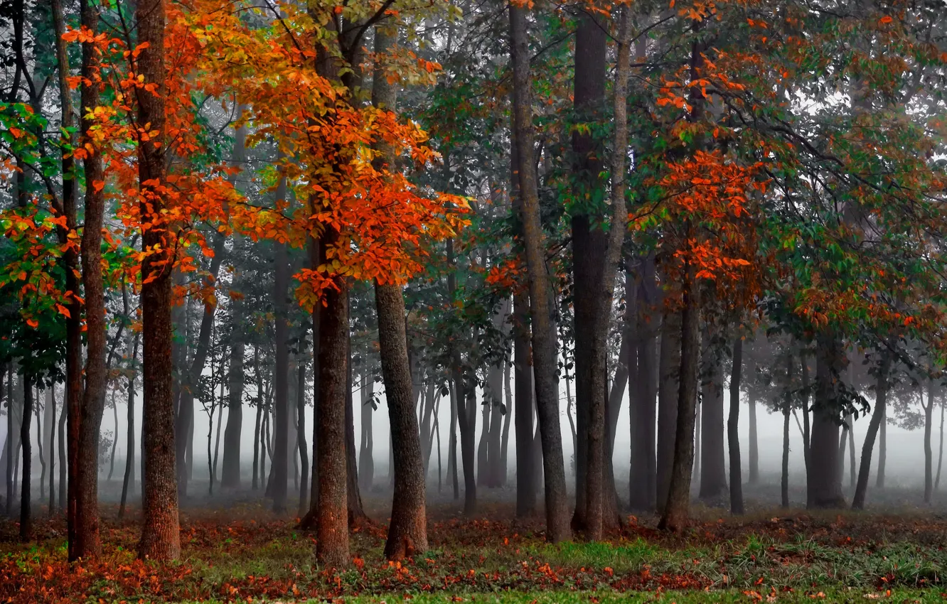 Photo wallpaper autumn, forest, fog
