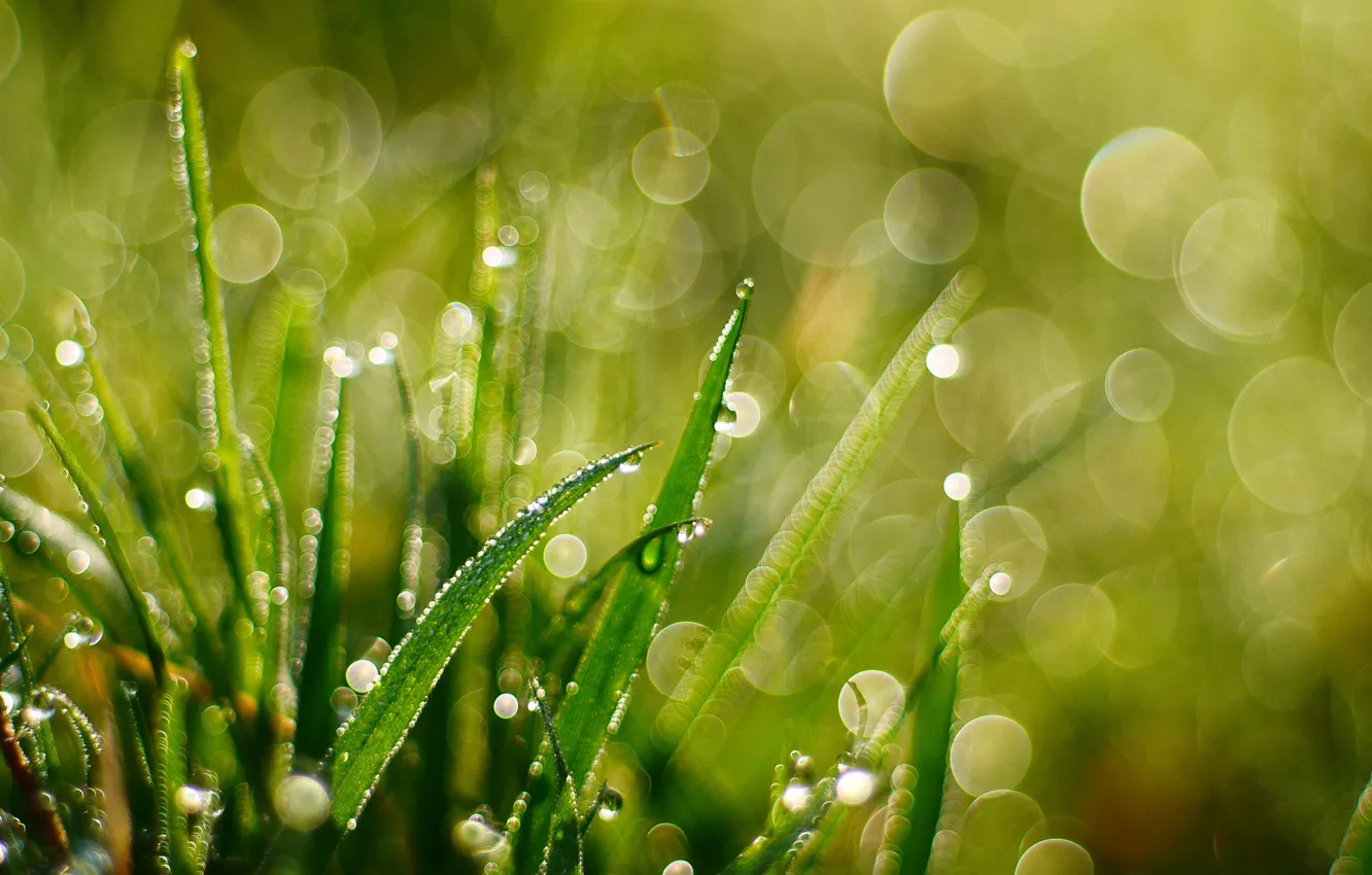 Photo wallpaper greens, summer, grass, the sun, drops, nature, Rosa, glare