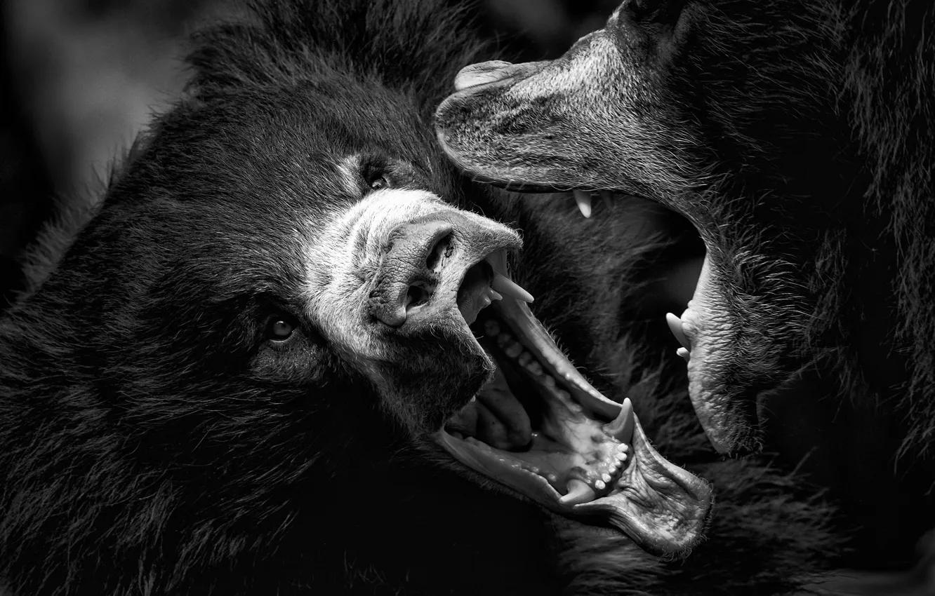 Photo wallpaper animals, bears, mouth, fangs, large