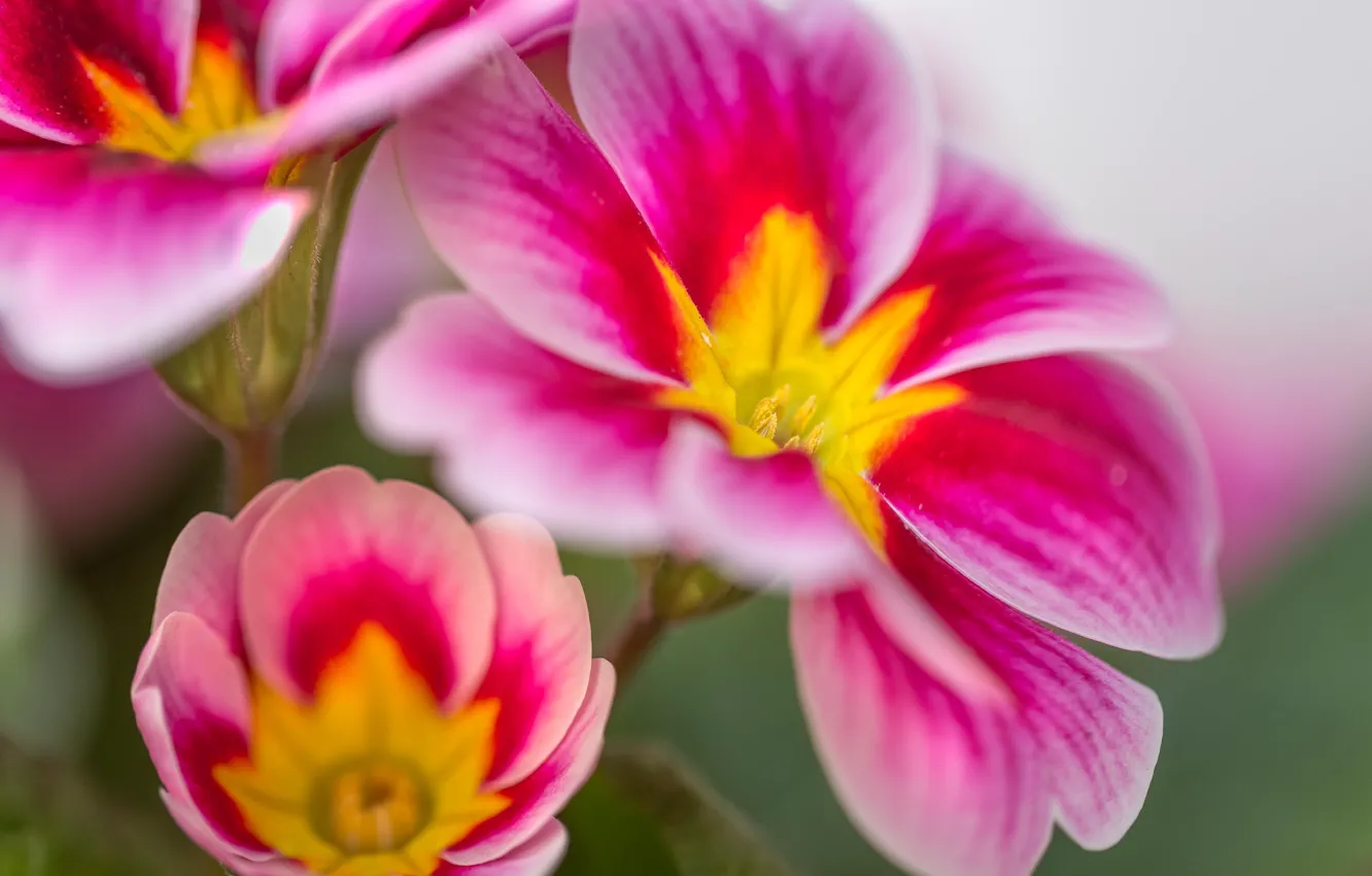 Photo wallpaper macro, petals, Primula