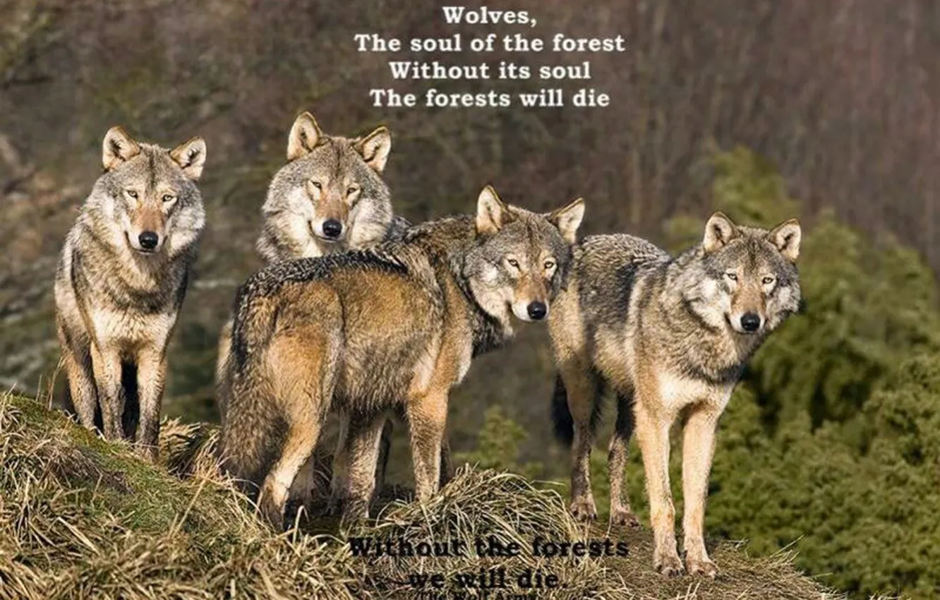 Photo wallpaper Predator, nature, animal, wolf, wildlife, portrait, quote, wolf wisdom