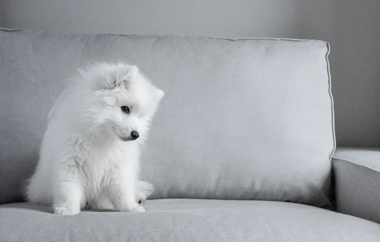 Photo wallpaper sofa, puppy, Samoyed