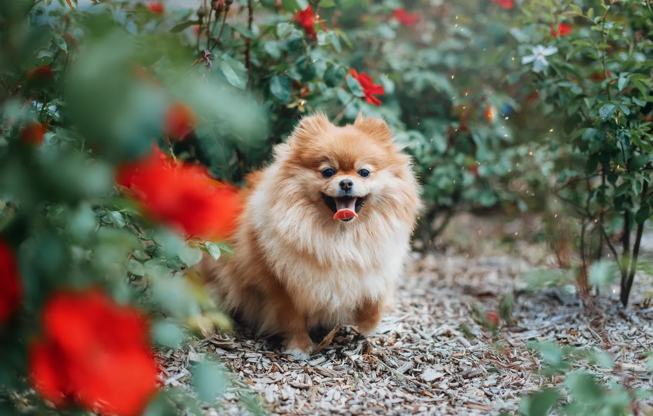 Photo wallpaper look, pose, dog, face, Spitz