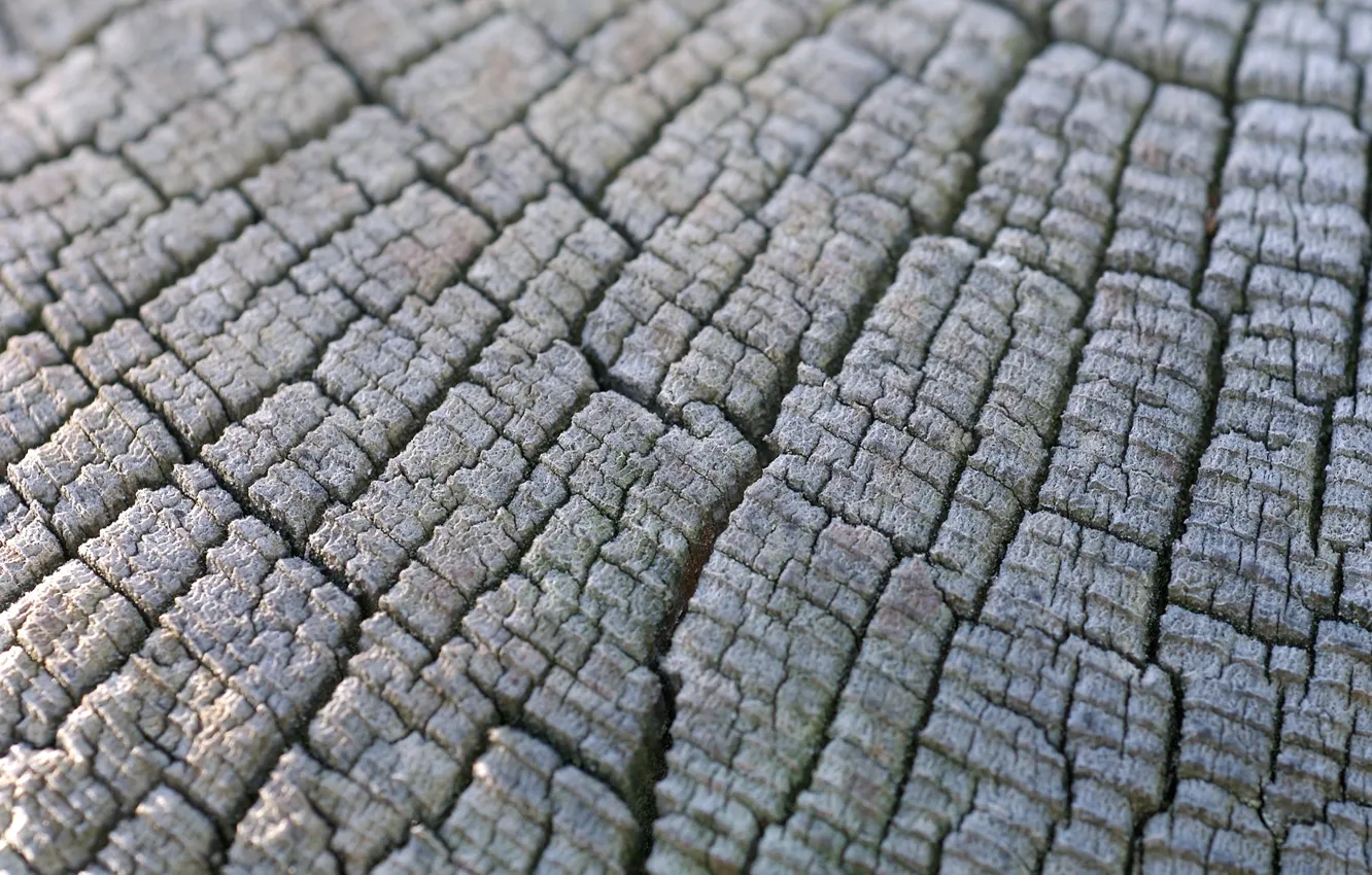 Photo wallpaper macro, trees, stump, texture, stump, wood, hemp