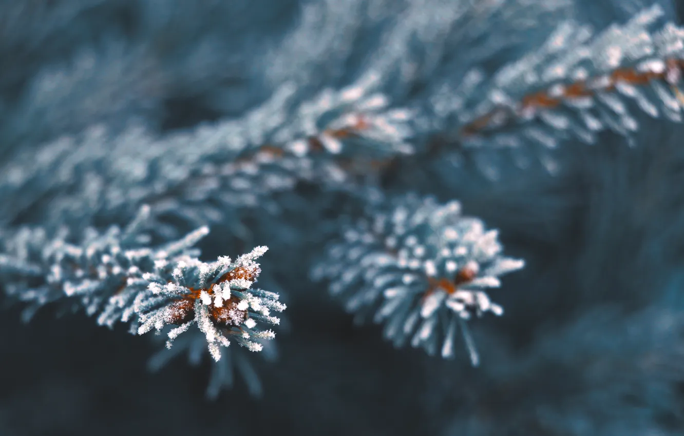 Photo wallpaper spruce, twig, hoarfrost