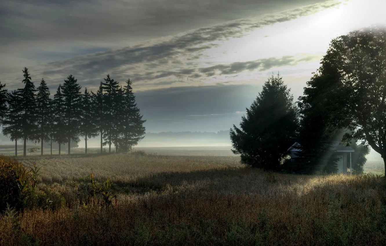 Photo wallpaper field, trees, landscape, fog, morning