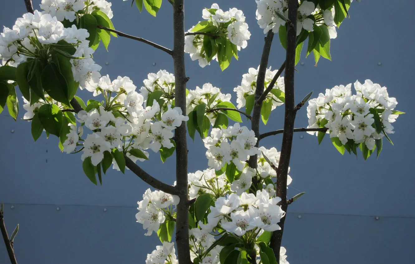 Photo wallpaper April, pear, spring 2018, Meduzanol ©